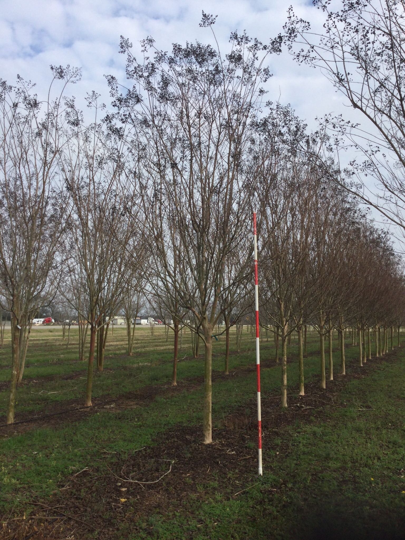 4" Biloxi Crape Myrtle
