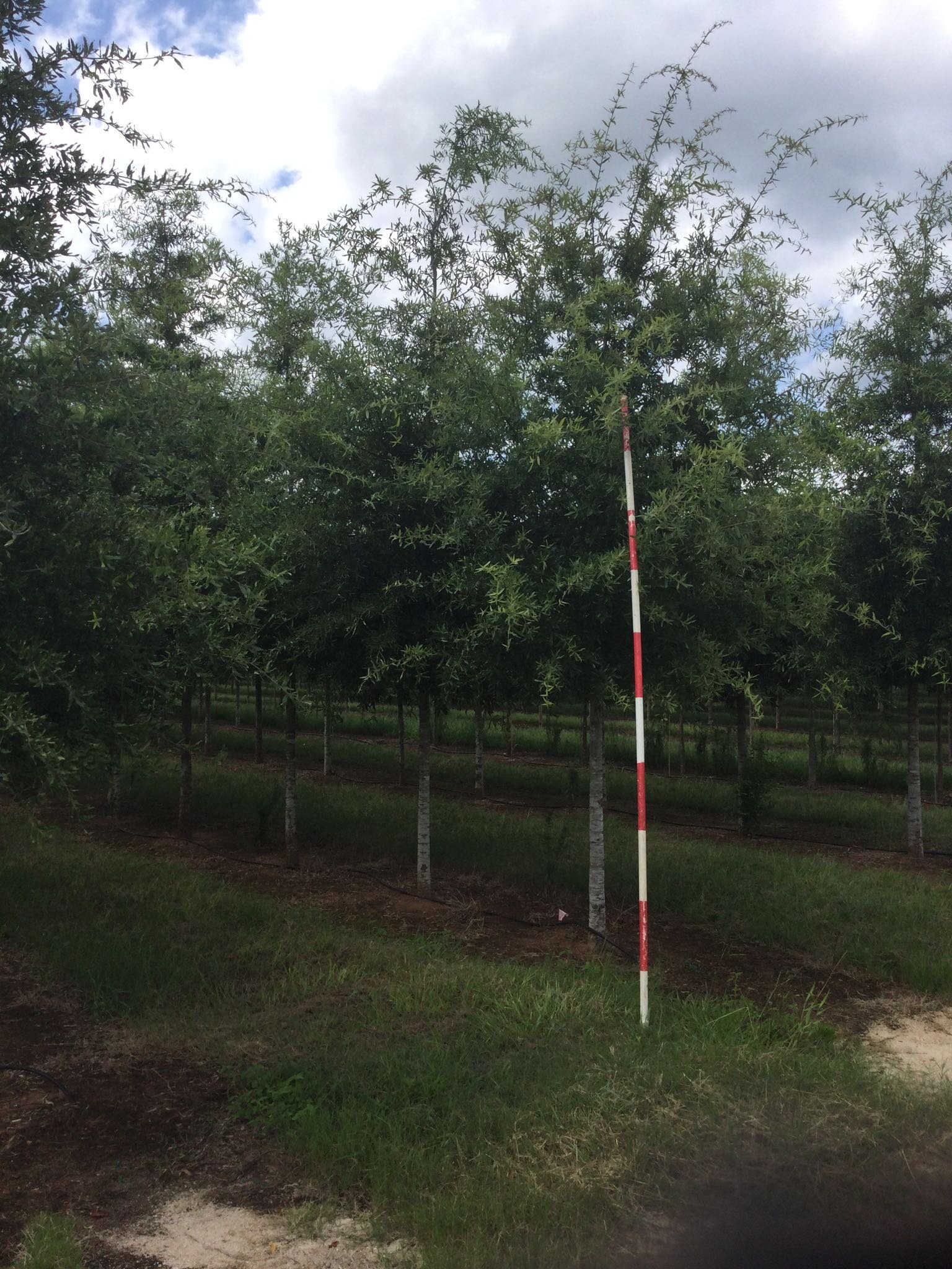 3" Willow Oak