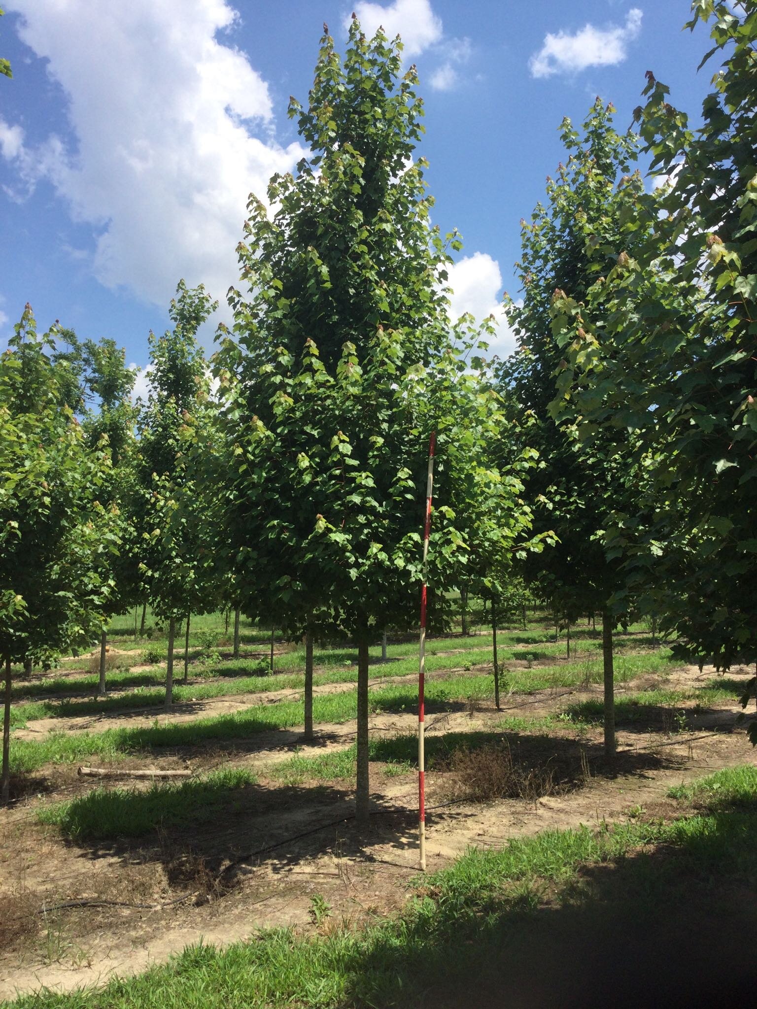 4" October Glory Maple