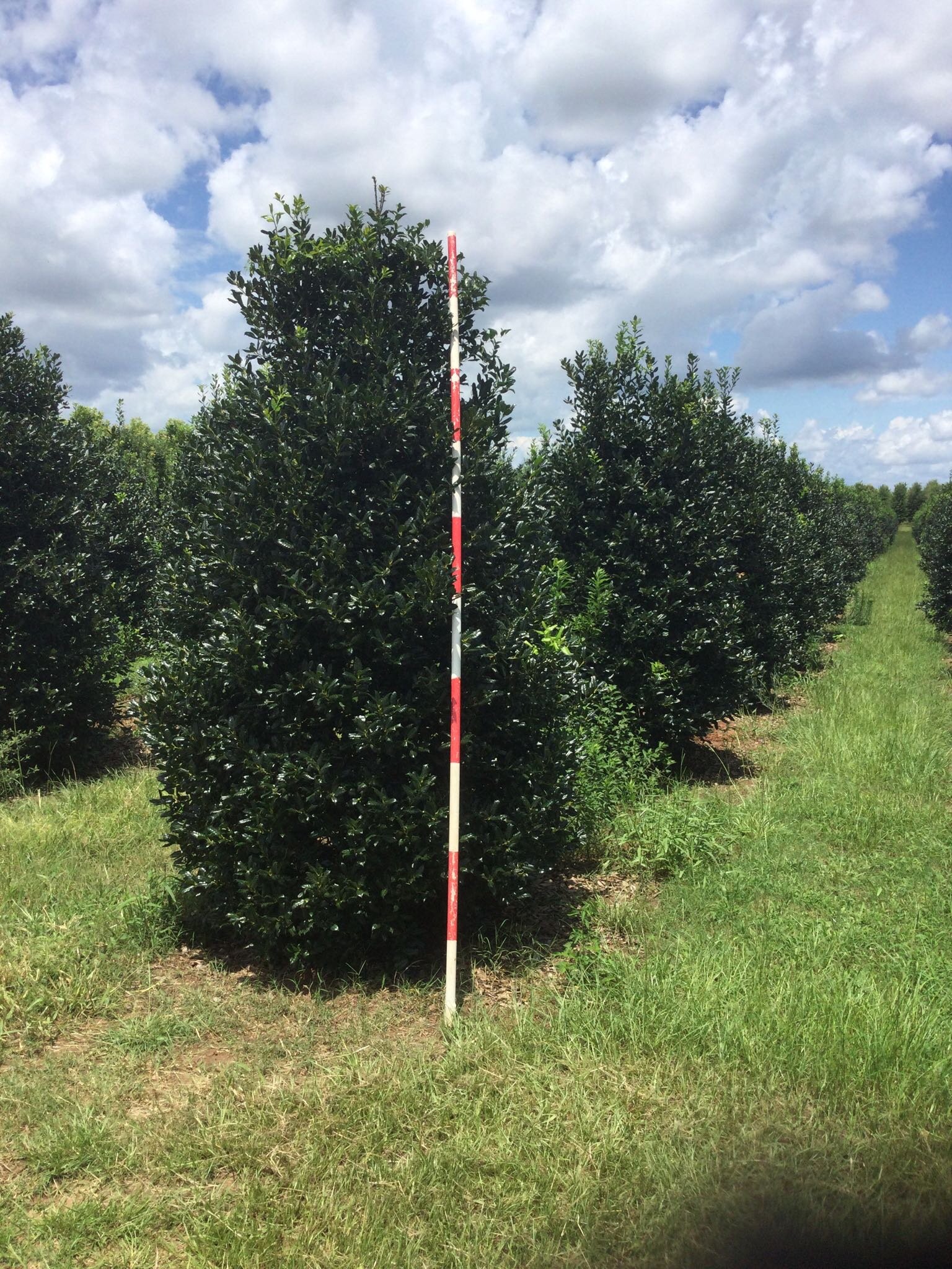 10' Nellie R. Stevens Holly
