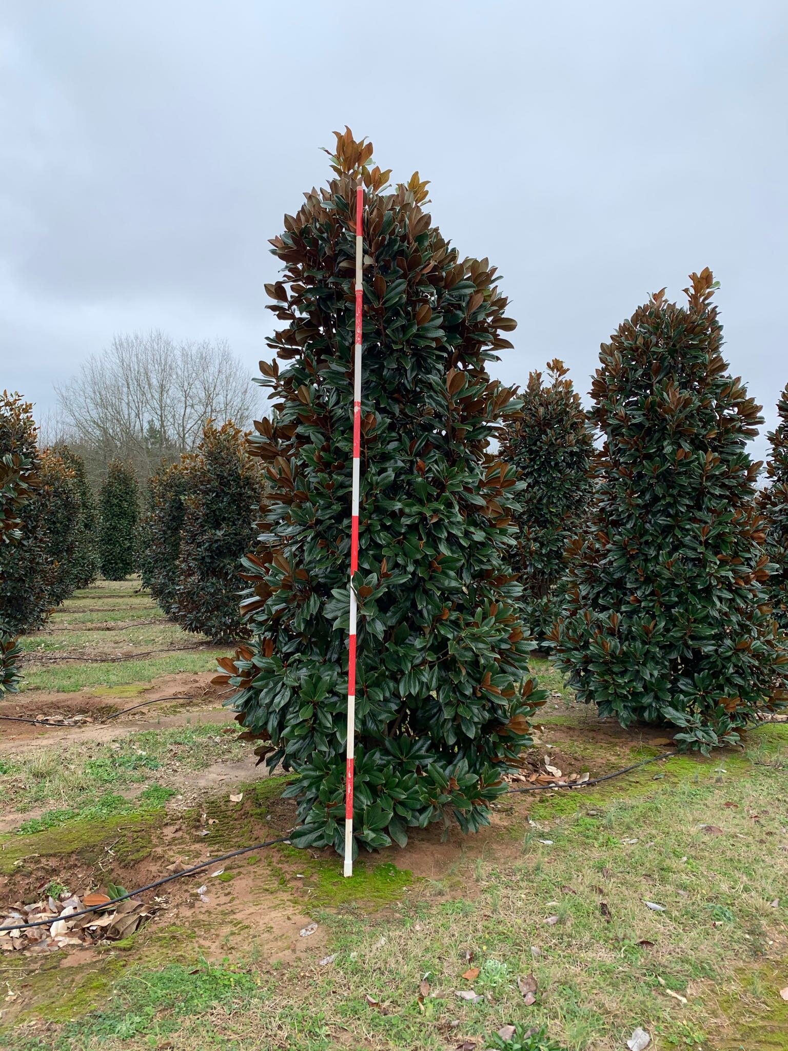 12' D.D. Blanchard Magnolia
