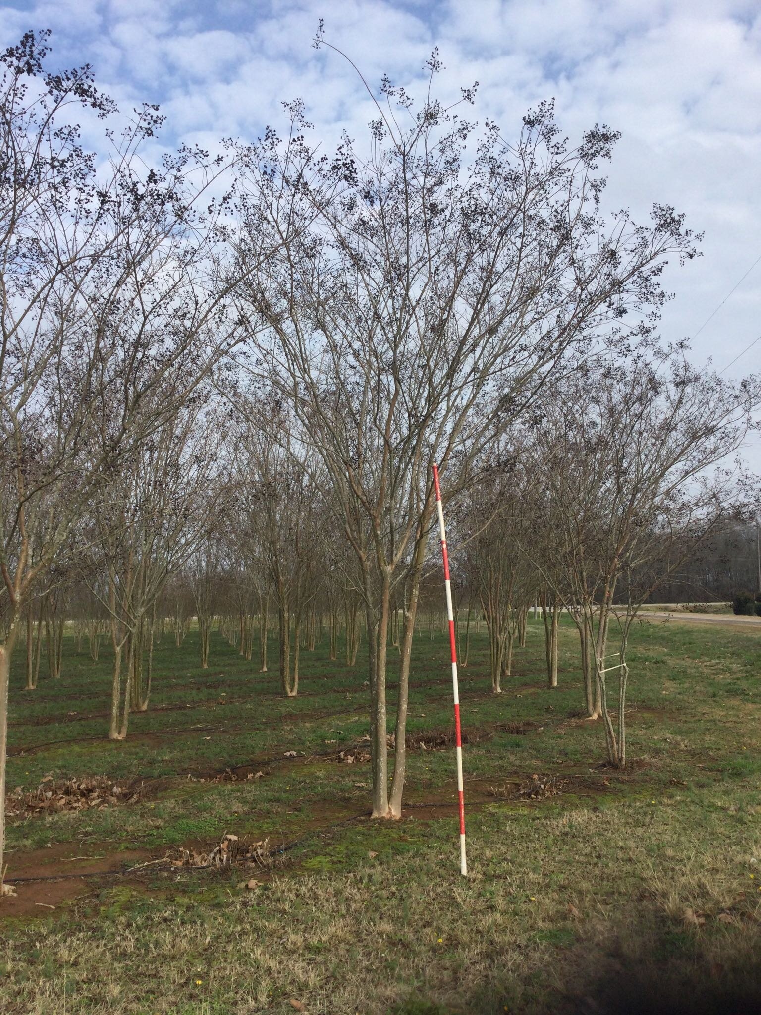 18-20' Sarah's Favorite Crape Myrtle