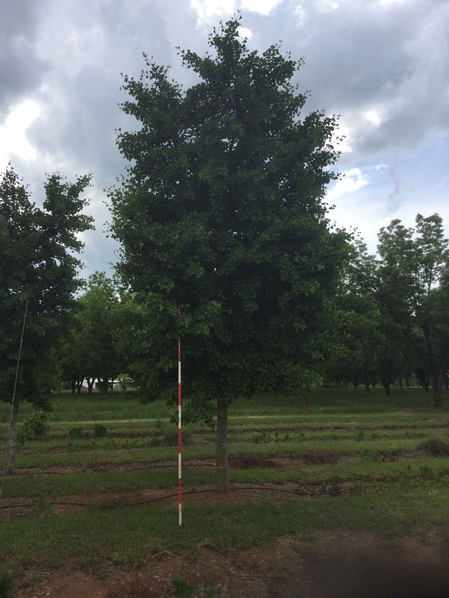 8" Golden Globe Gingko