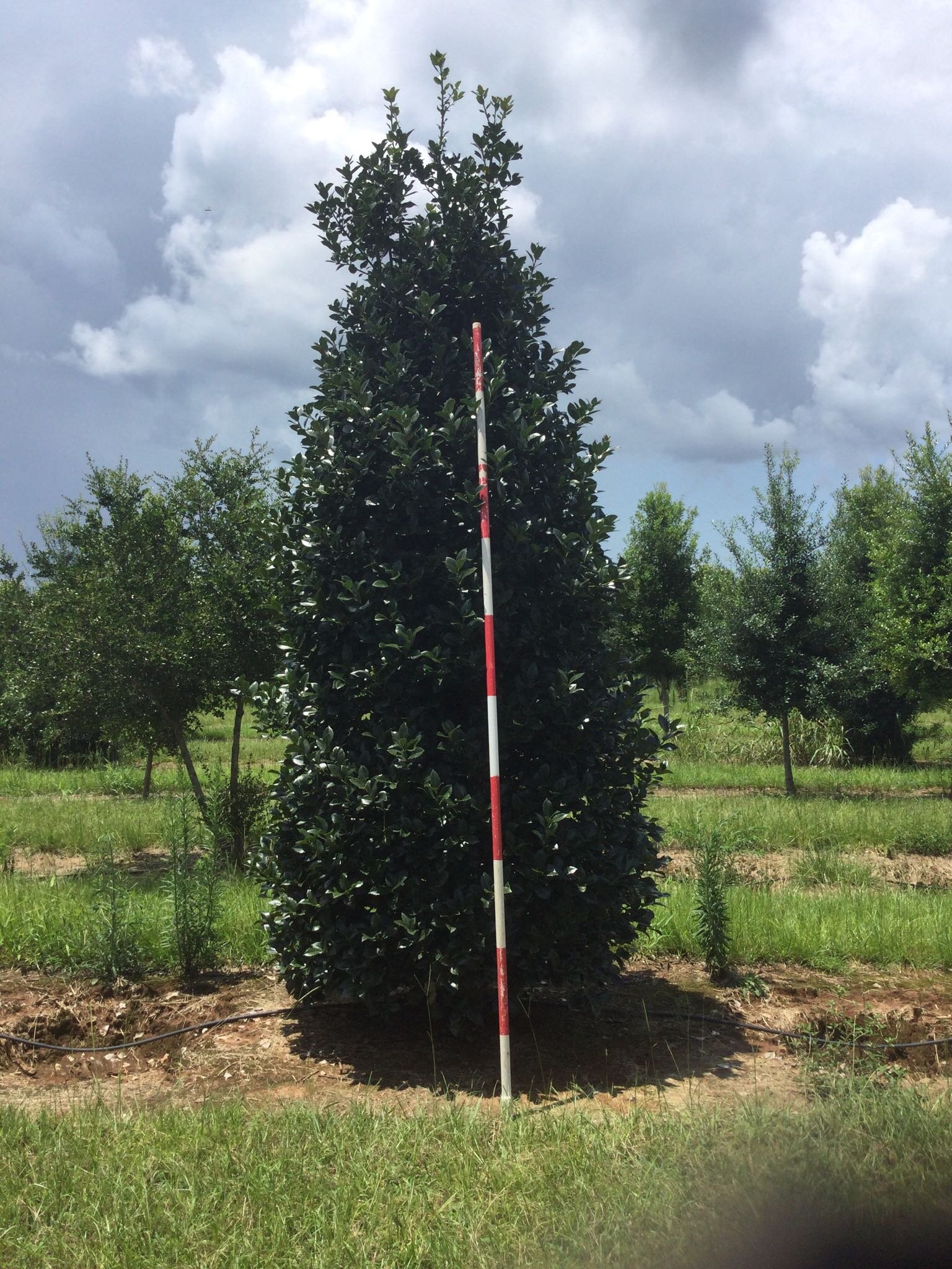 12' Steeple Holly
