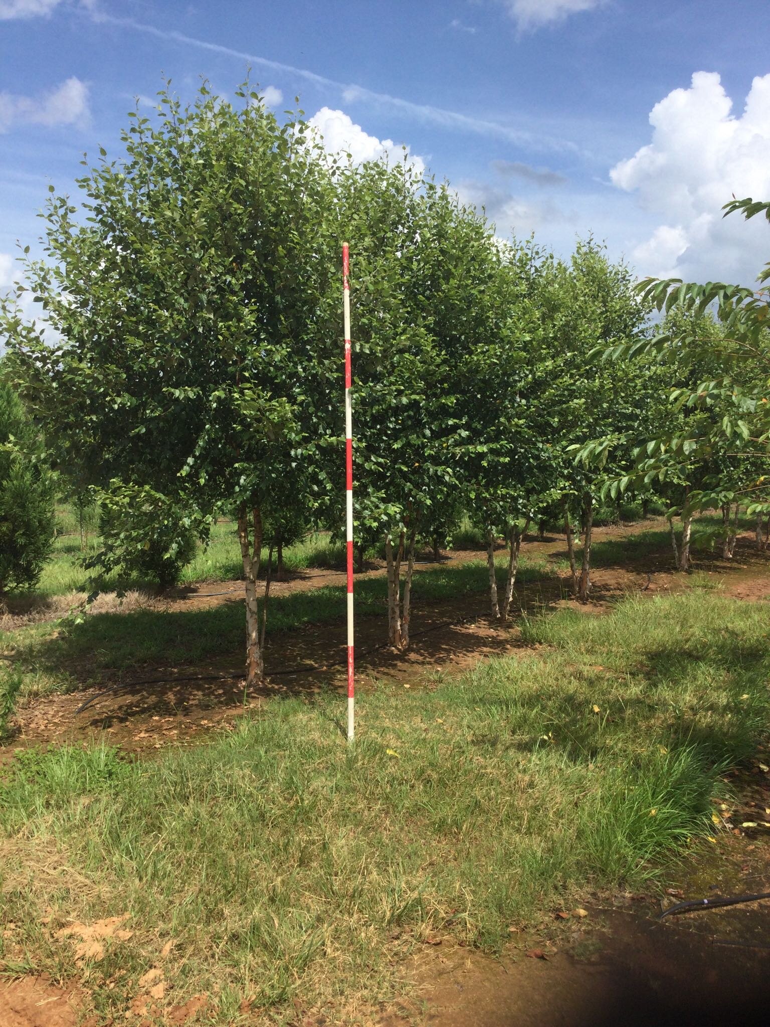 12' Riverbirch