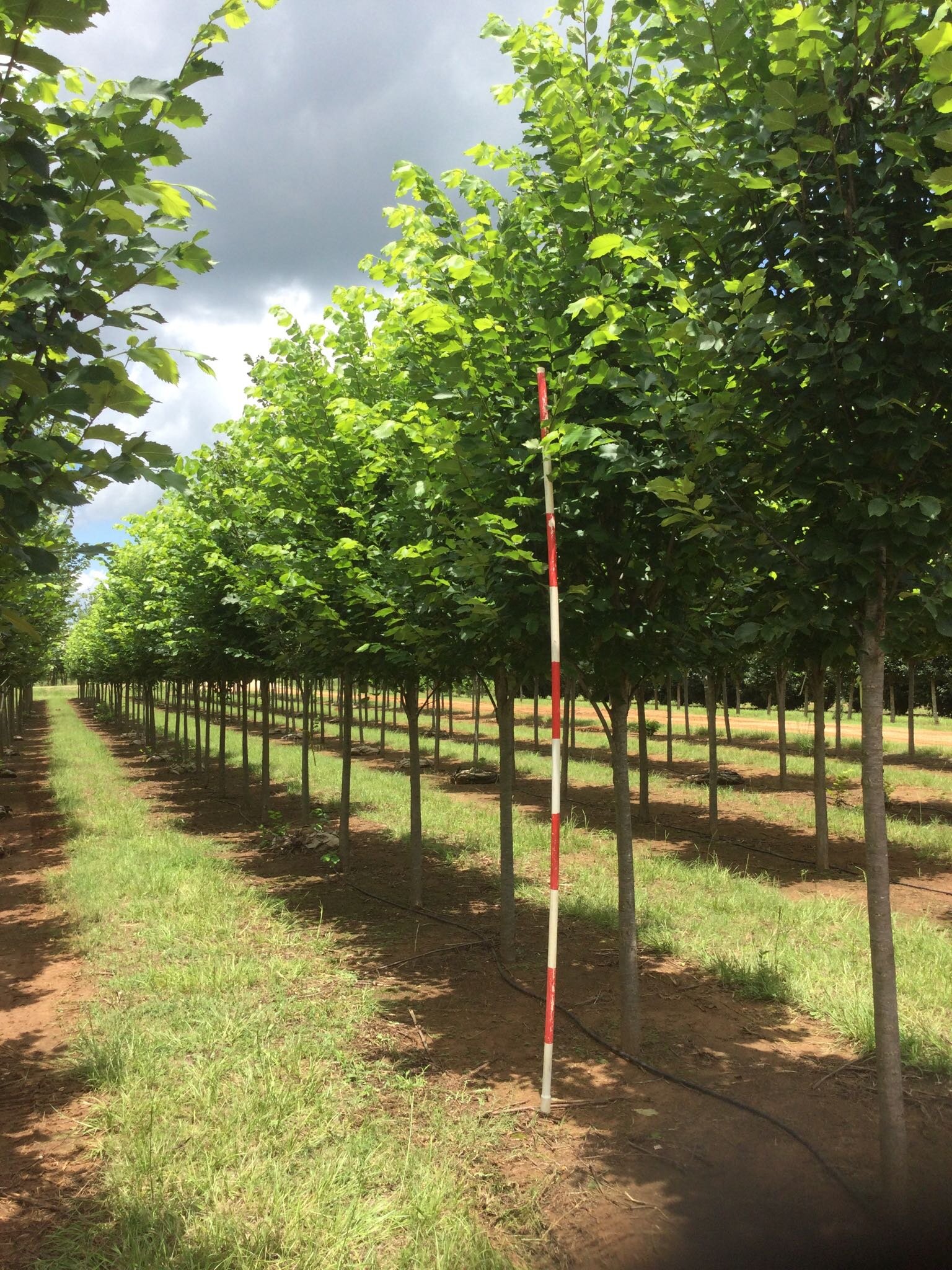 4" Princeton Elm