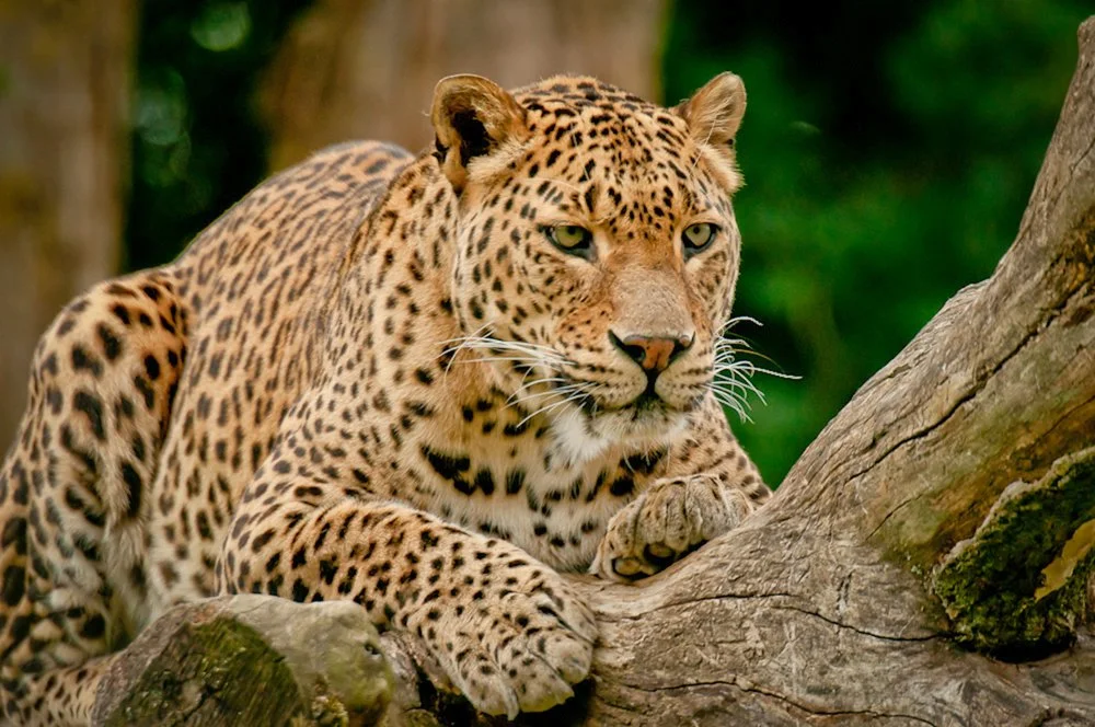 Visiting Banham Zoo? Here’s Where to Eat Afterwards