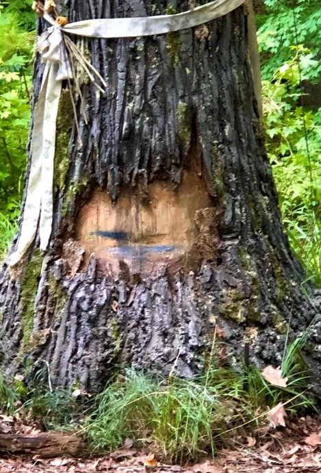 Enhanced where cat hit tree in the wreck.