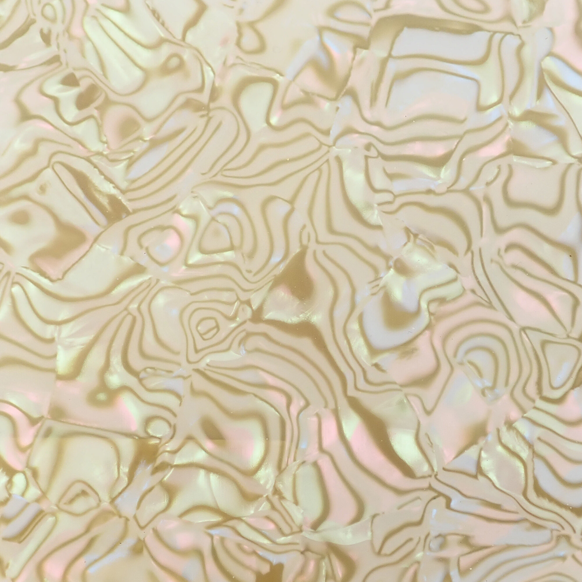 Light Abalone Shell