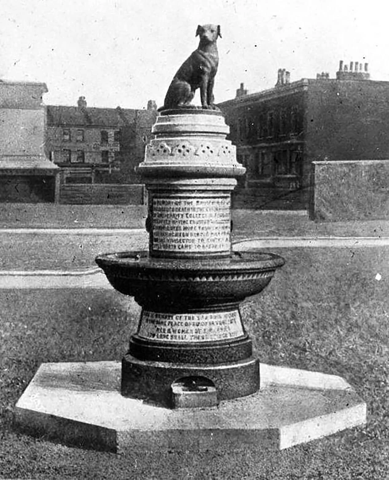 The Brown Dog Affair