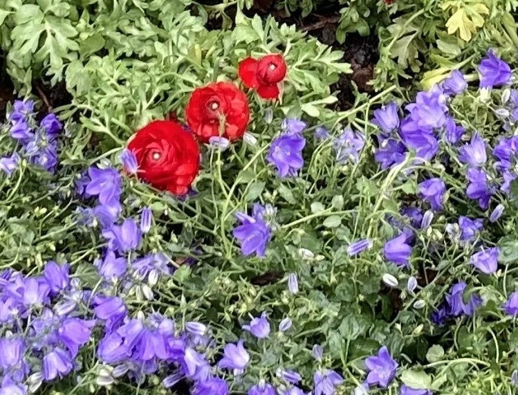 Clapham Junction ‘Grot Spot’ blooms
