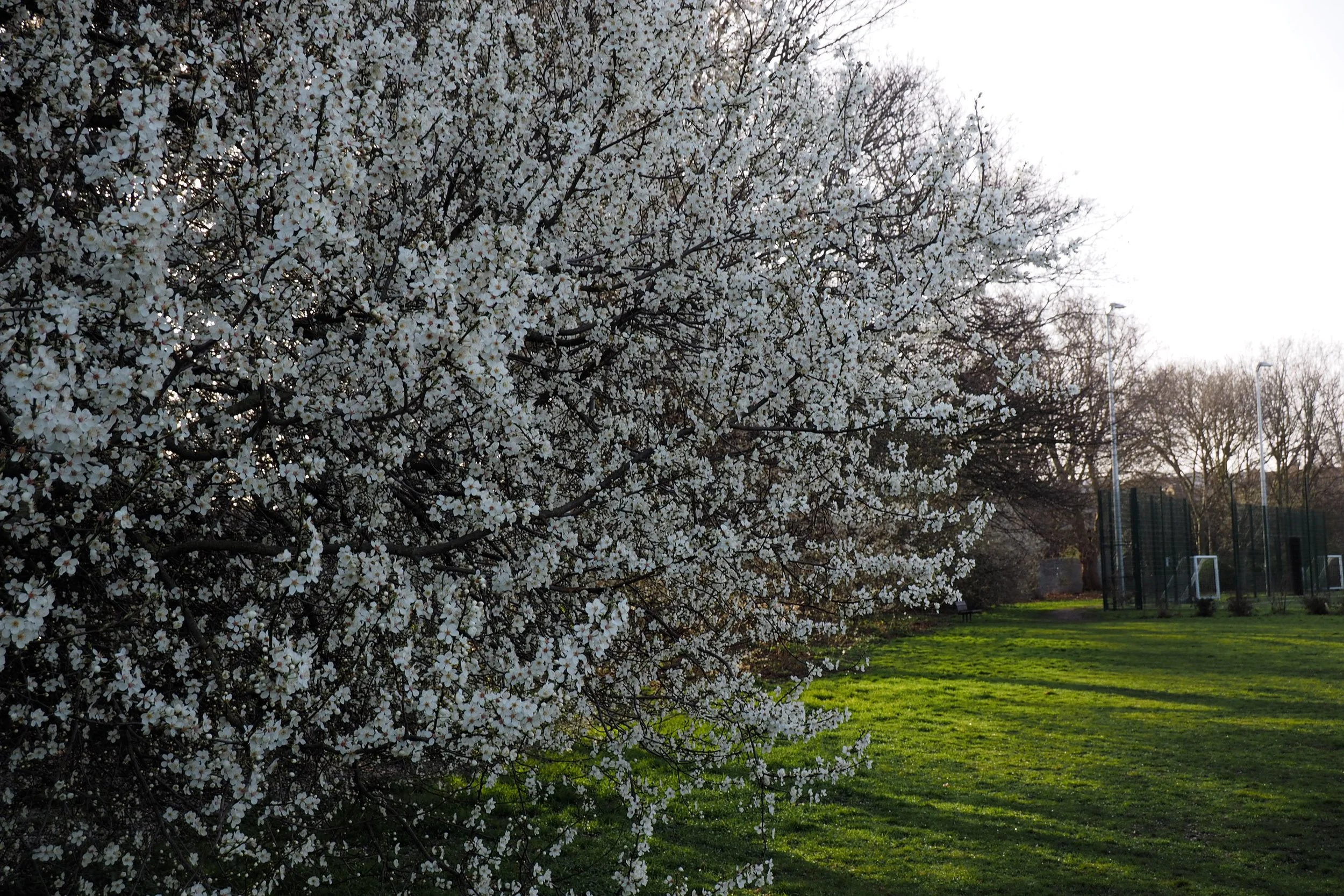 Spring comes to Battersea's open spaces