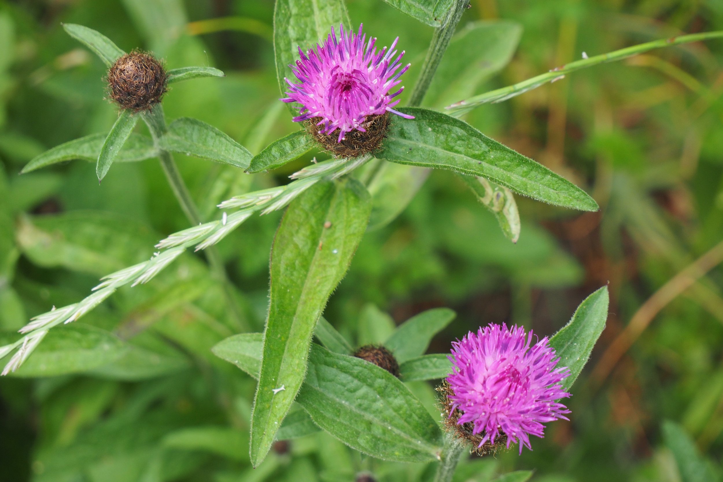 Wildflowers in Falcon Park