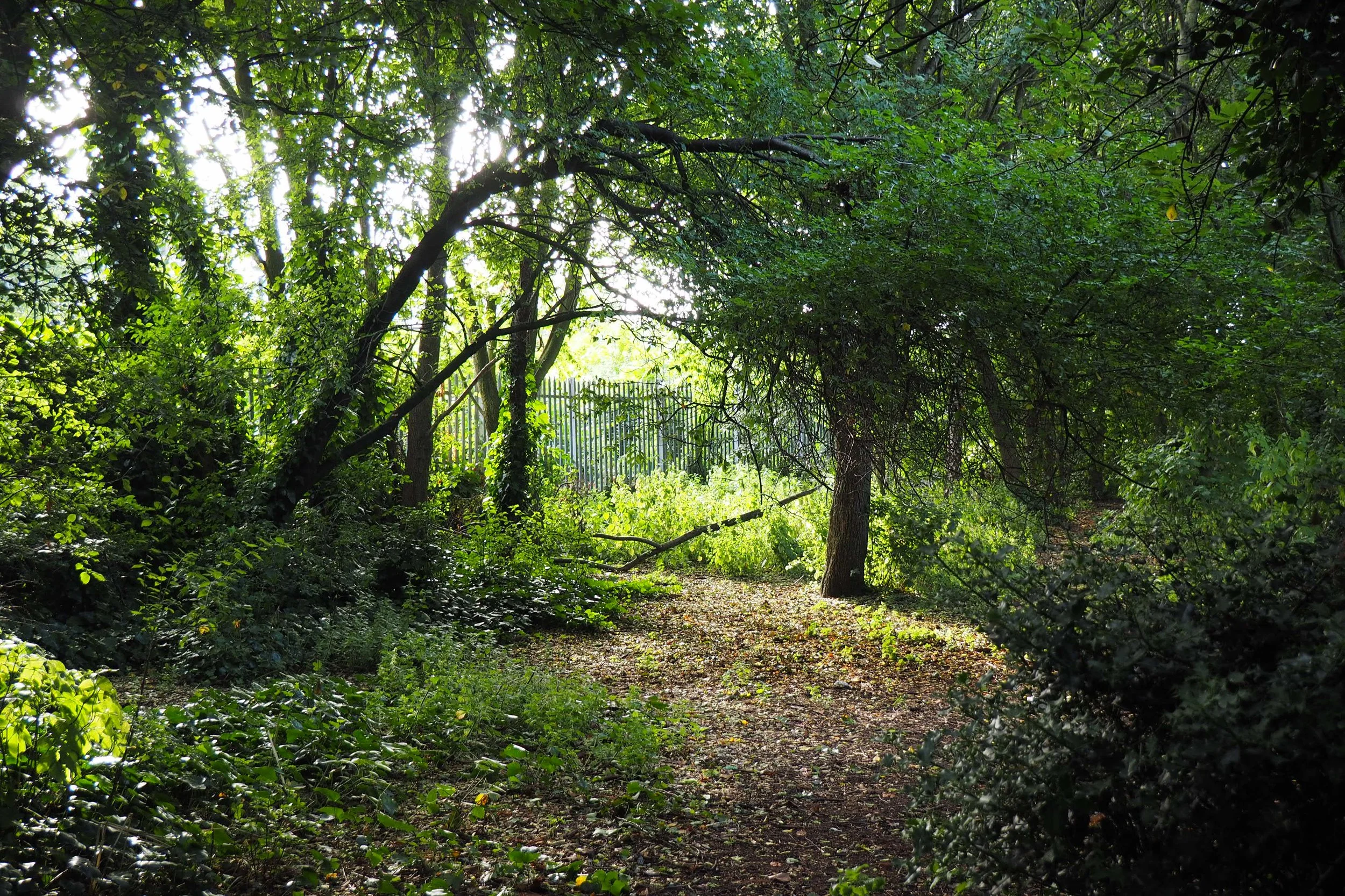 Our Open Spaces in August