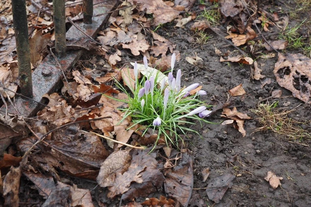 Early Spring Roundup