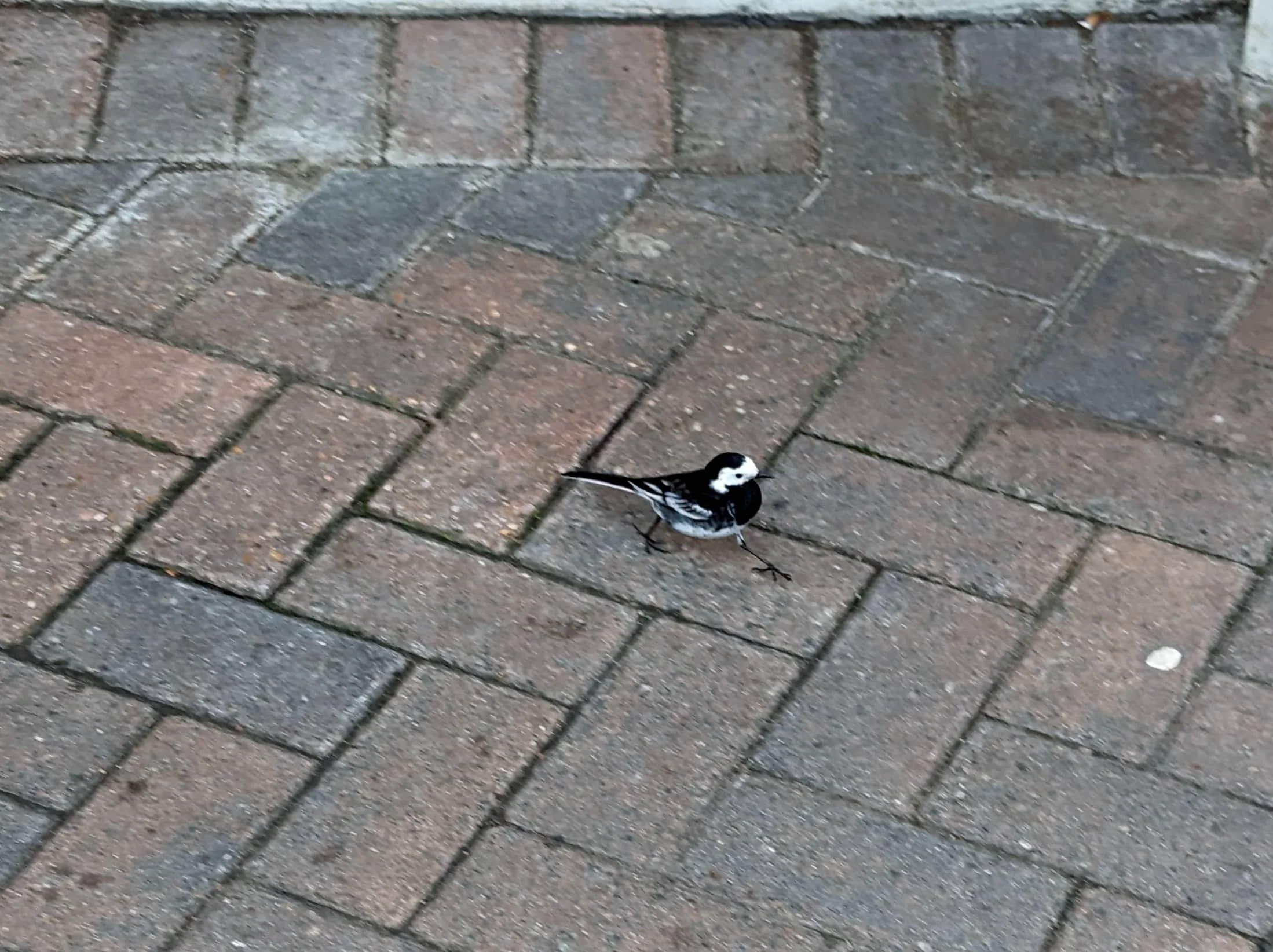 Northcote Road wagtail.jpg