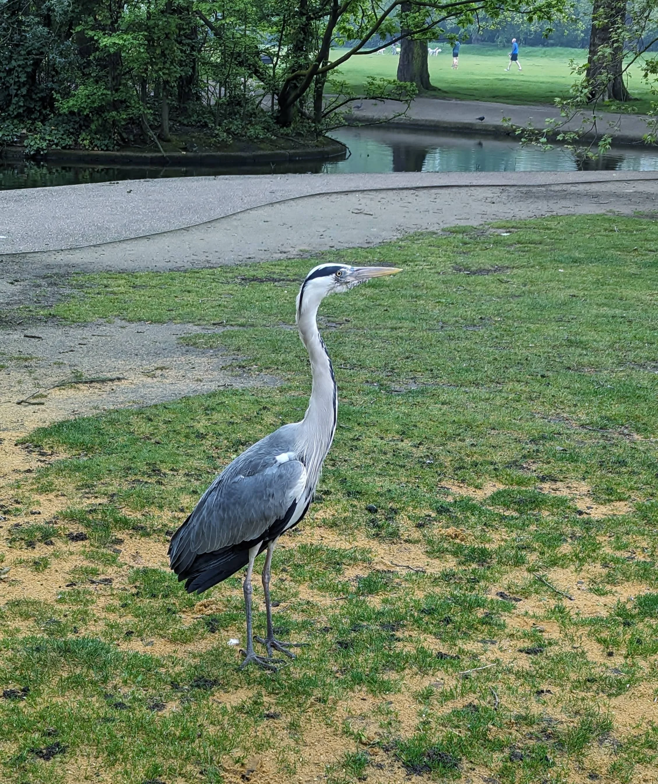 Wandsworth Common heron.jpg
