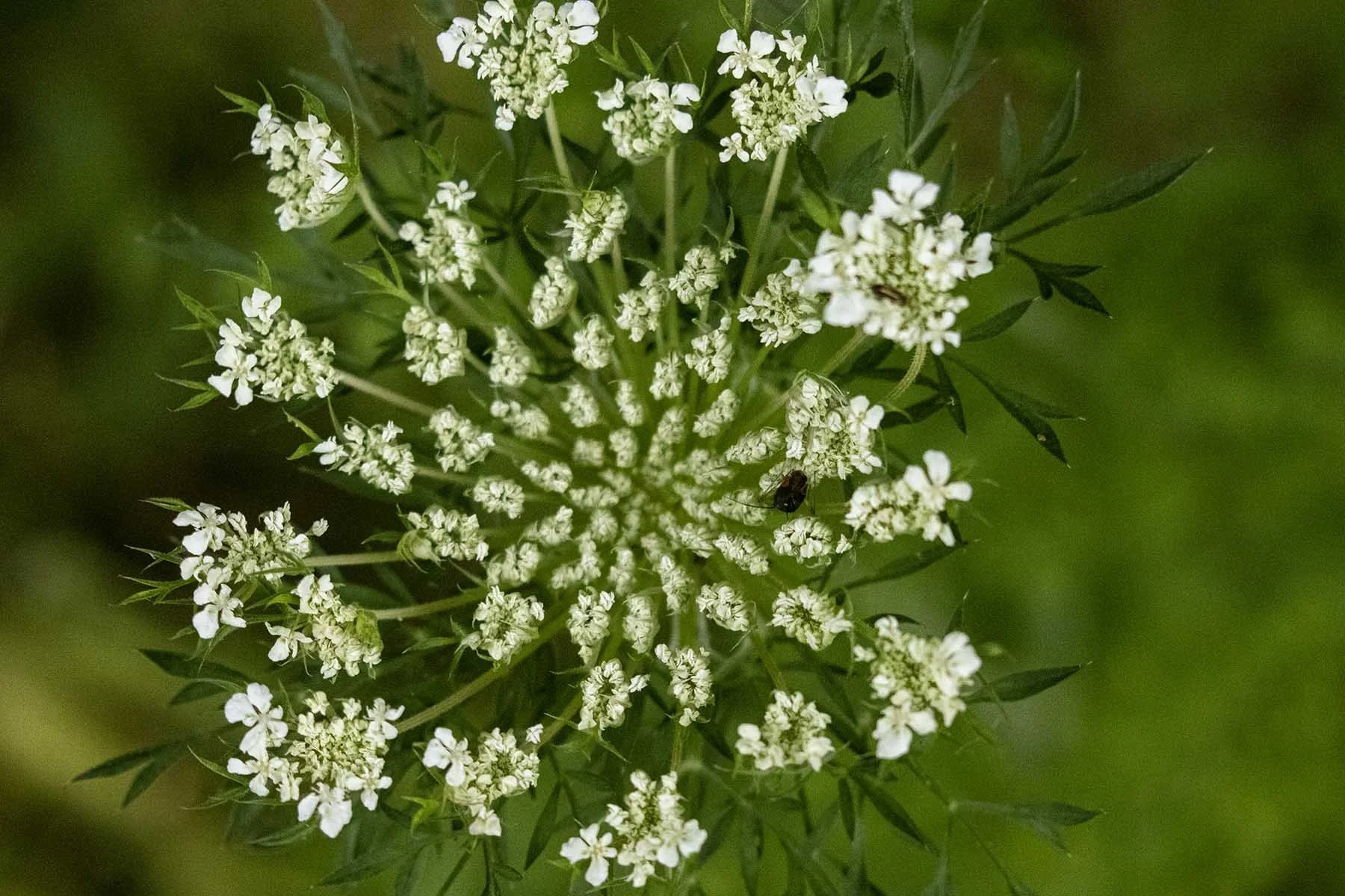Our 2024 Wildflower Survey