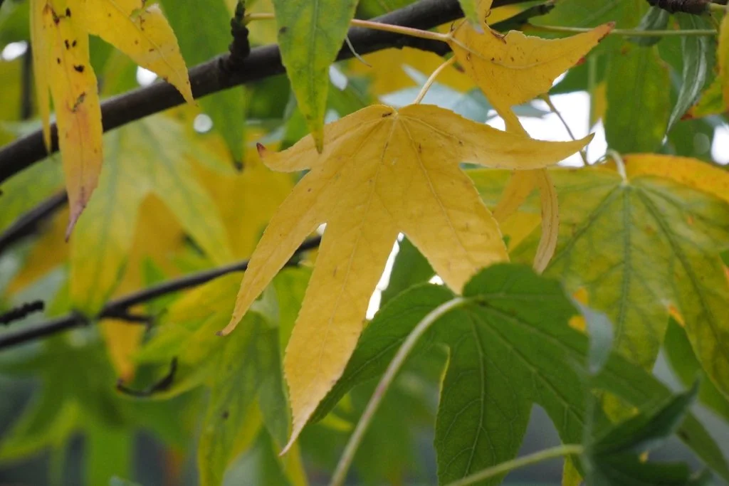 Our Open Spaces In October