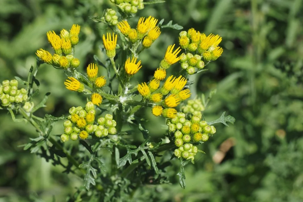 Our 2025 Wildflower Survey