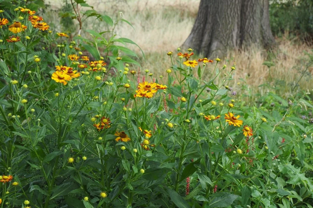 Open Spaces Walk no. 4 for Wandsworth London Borough of Culture (LBOC)