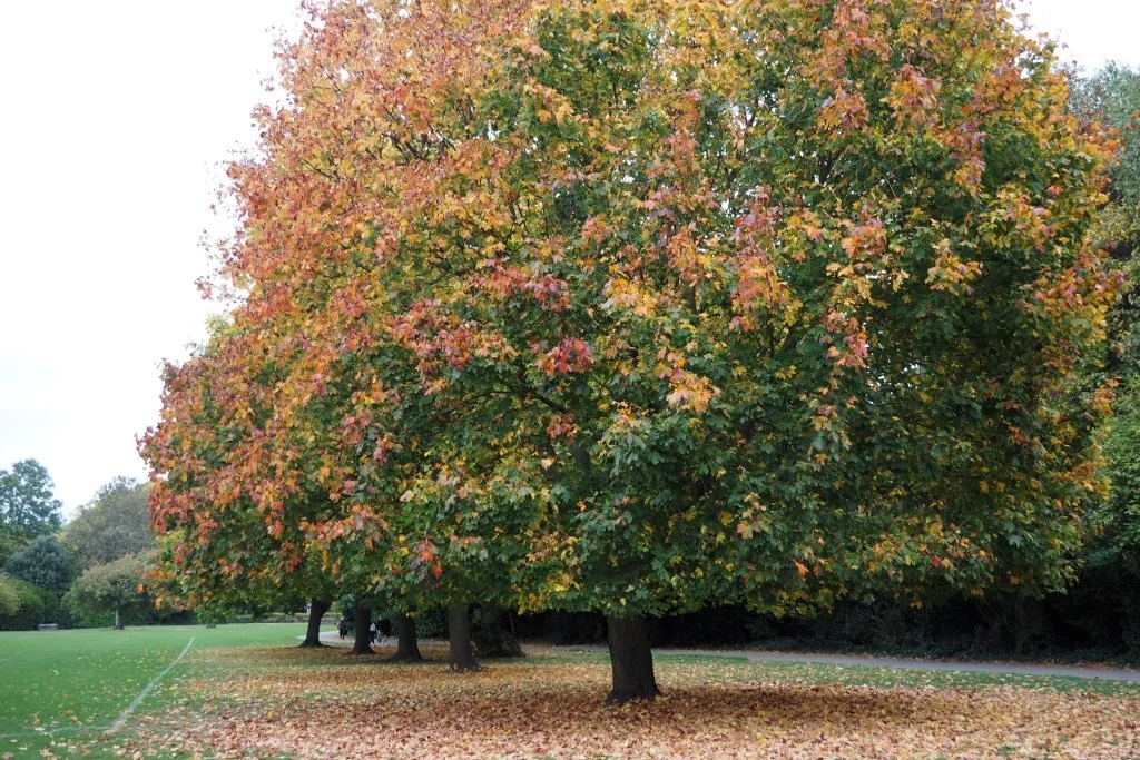 More Battersea Greenspace Walks