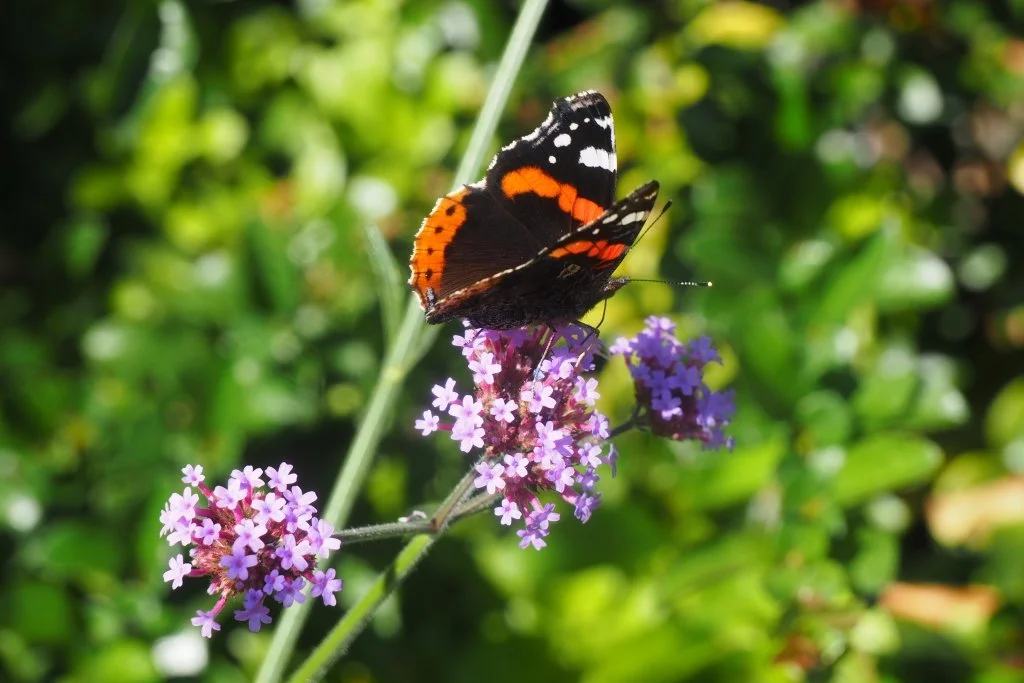Trees, rivers and butterflies