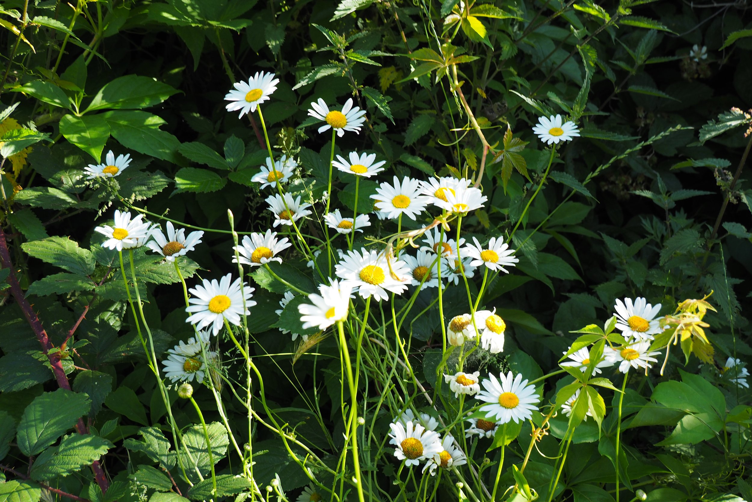 Our 2026 Wildflower Survey