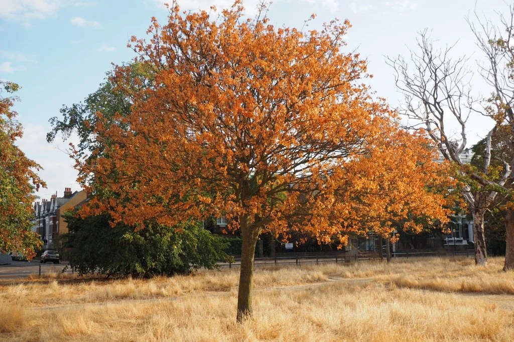 A tough summer for trees 