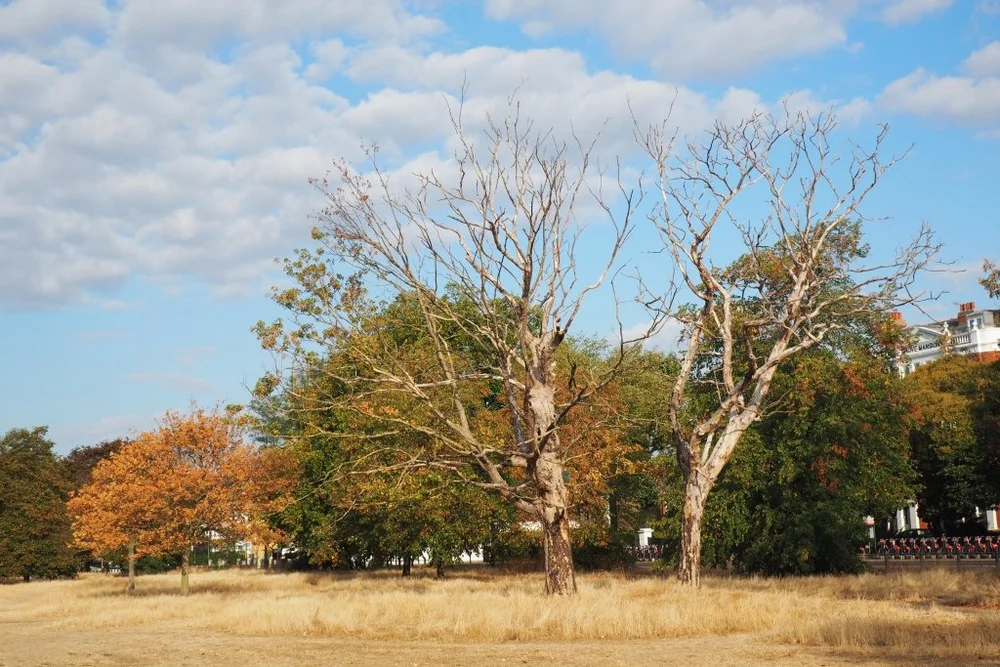 A tough summer for trees