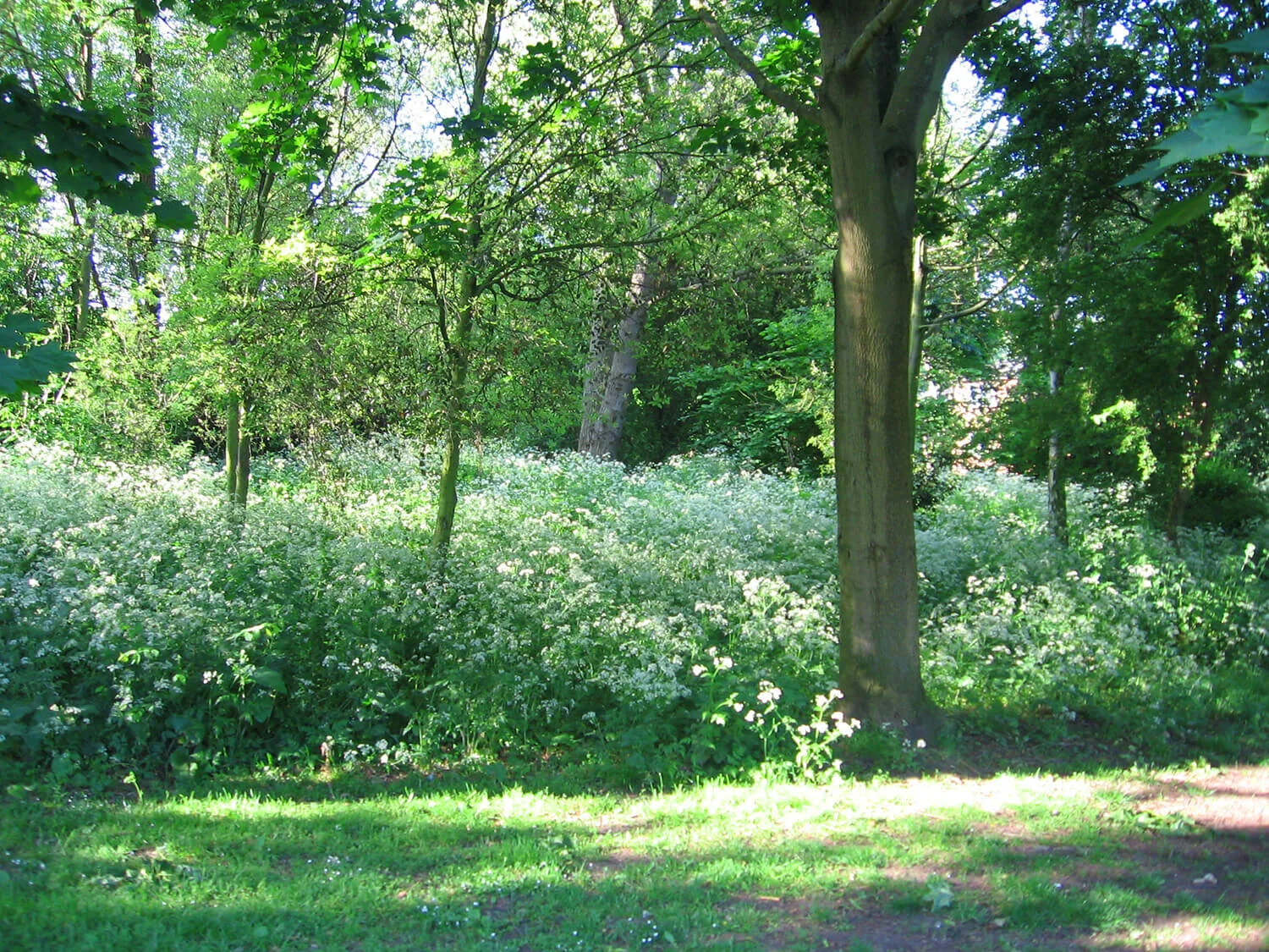 A lush green natural landscape with trees and a dense thicket of white-flowered bushes, with sunlight filtering through the foliage.