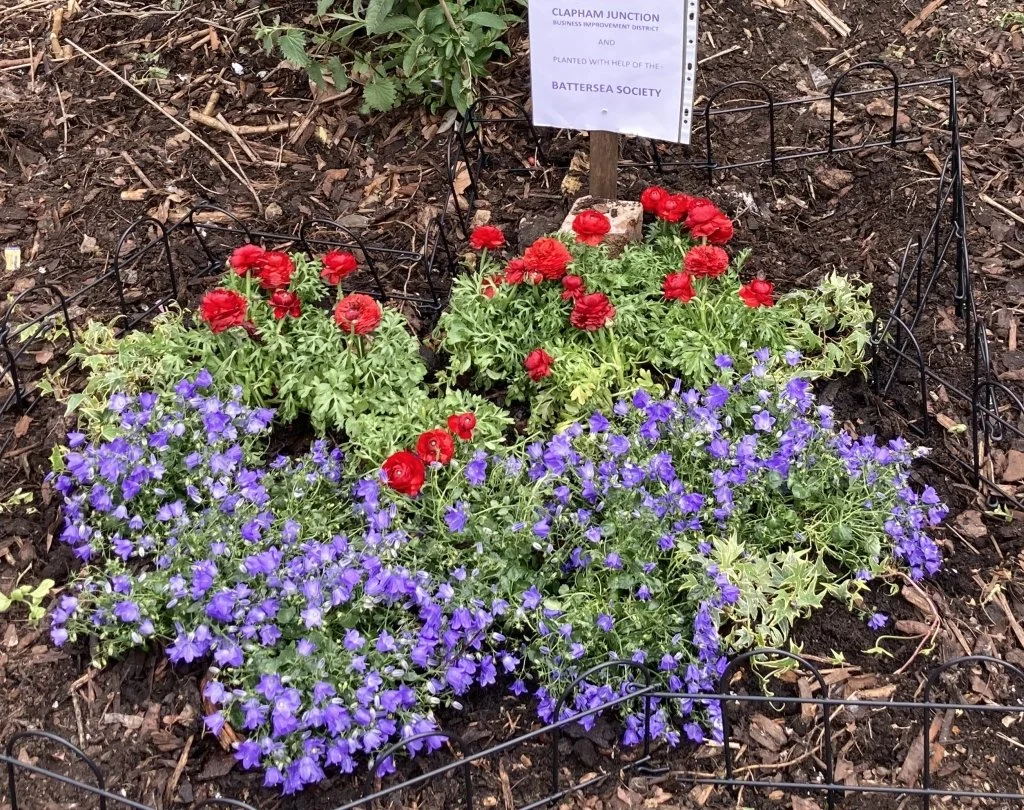 general view of the plants