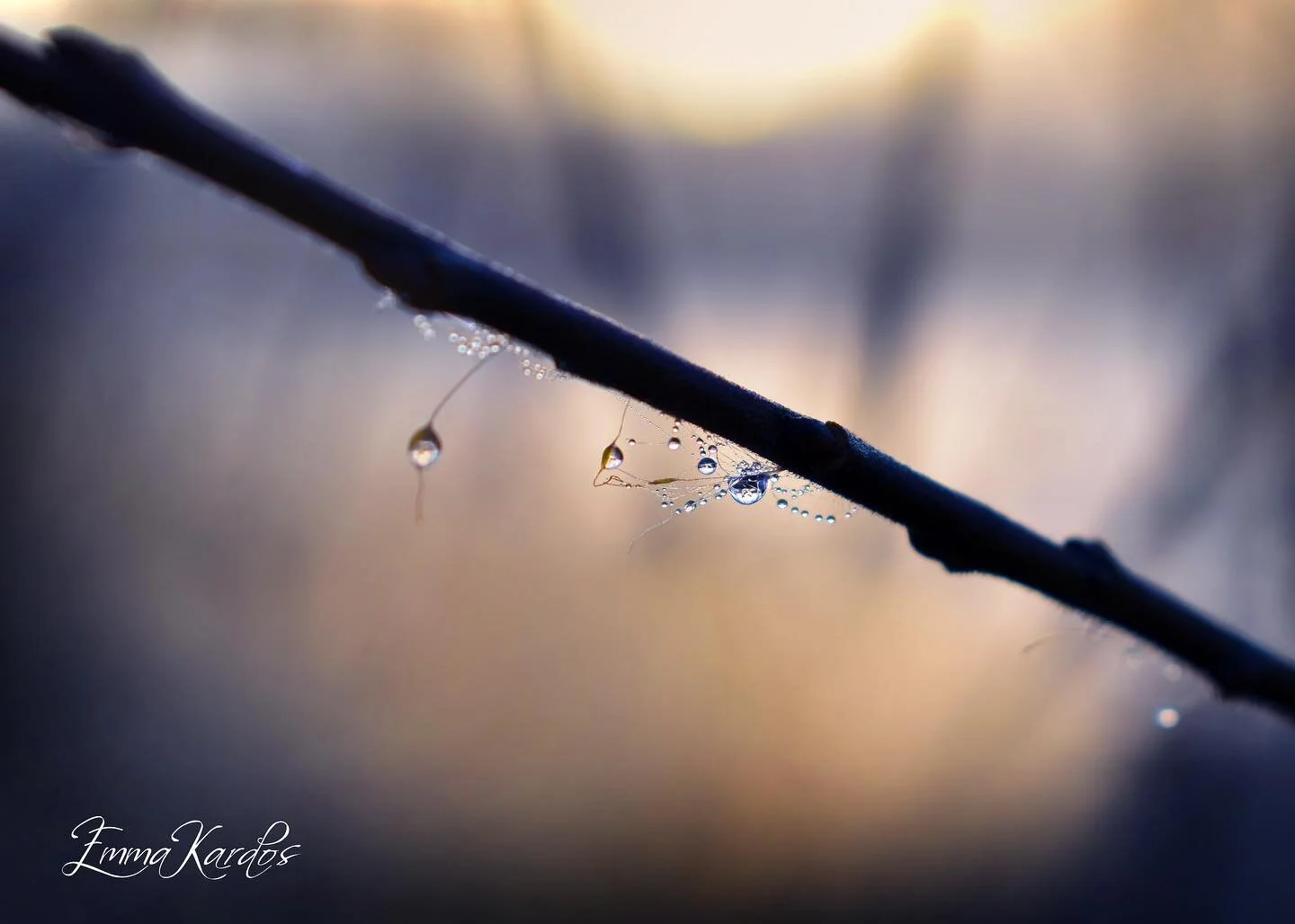 Flertalet av mina bilder &auml;r gjorda f&ouml;r att ses i stora tryckta format s&aring; att detaljer, som exempelvis dessa droppar, ska framtr&auml;da. En mobilsk&auml;rm &auml;r med andra ord inte det optimala 🤓🔍🖼💧

#droppar #regndroppar #detal