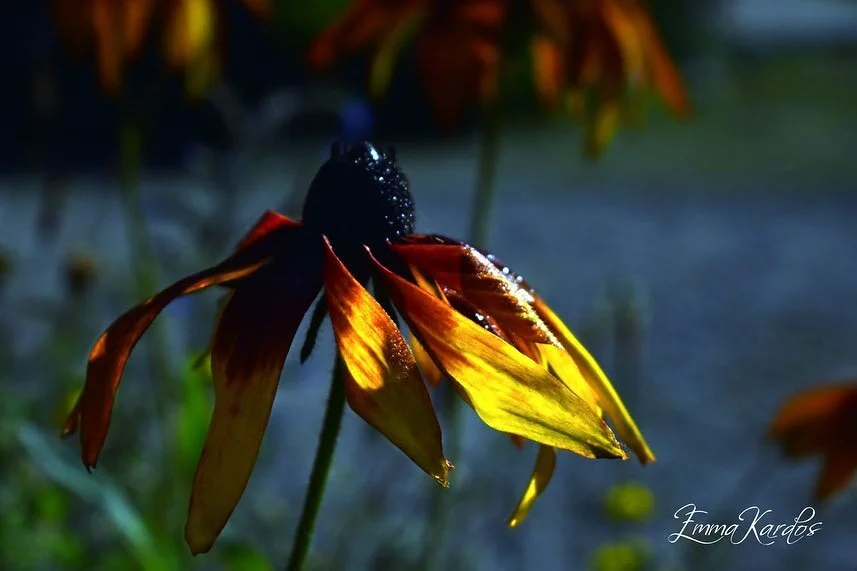 Starka vackra h&ouml;stf&auml;rger som utstr&aring;lar kraft! 

#h&ouml;st #h&ouml;stblommor #rudbeckia #coneflower #autumnflowers #blomster #flowering_everyday #flowers #snittblomma #cutflowers #tr&auml;dg&aring;rd #garden #gardening #asteraceae #fi