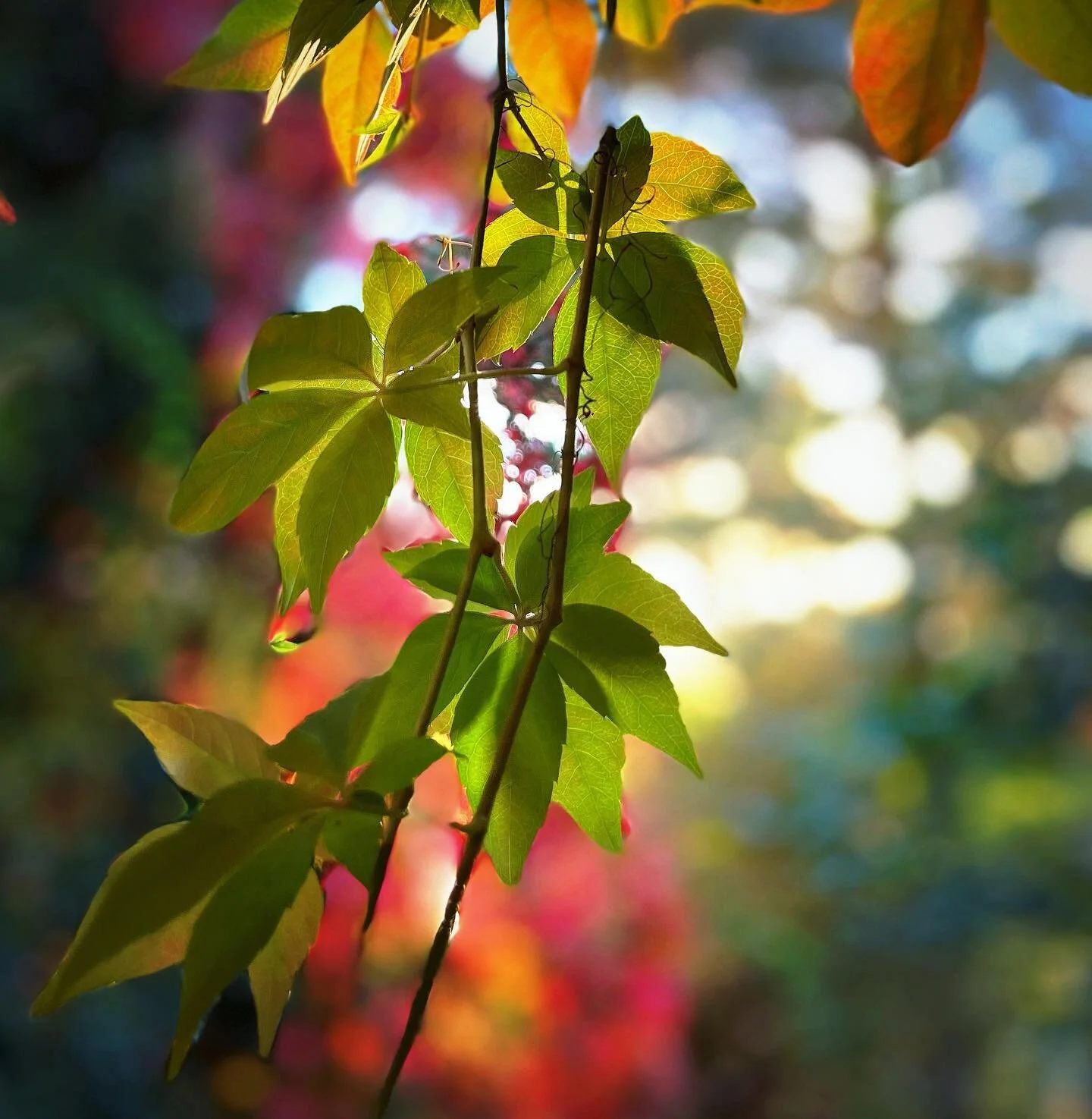F&auml;rgsprakande vildvin i min tr&auml;dg&aring;rd 💛🧡❤️💗💚🍁

#vildvin #kl&auml;tterv&auml;xt #h&ouml;st #h&ouml;stf&auml;rger #h&ouml;stl&ouml;v #mintr&auml;dg&aring;rd #imintr&auml;dg&aring;rd #imintr&auml;dg&aring;rdidag #autumn #autumnvibes?