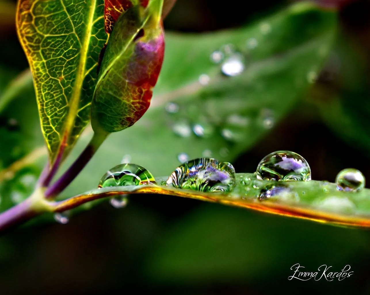 Nyanser att beundra 💧💚

#droppar #regndroppar #drop #drops #drop_arts #drop_perfection #kaprifol #nature #naturephotography #natur #naturfotografi #photoart #photoartist #inmygarden #garden #tr&auml;dg&aring;rd #imintr&auml;dg&aring;rd #ilovenature