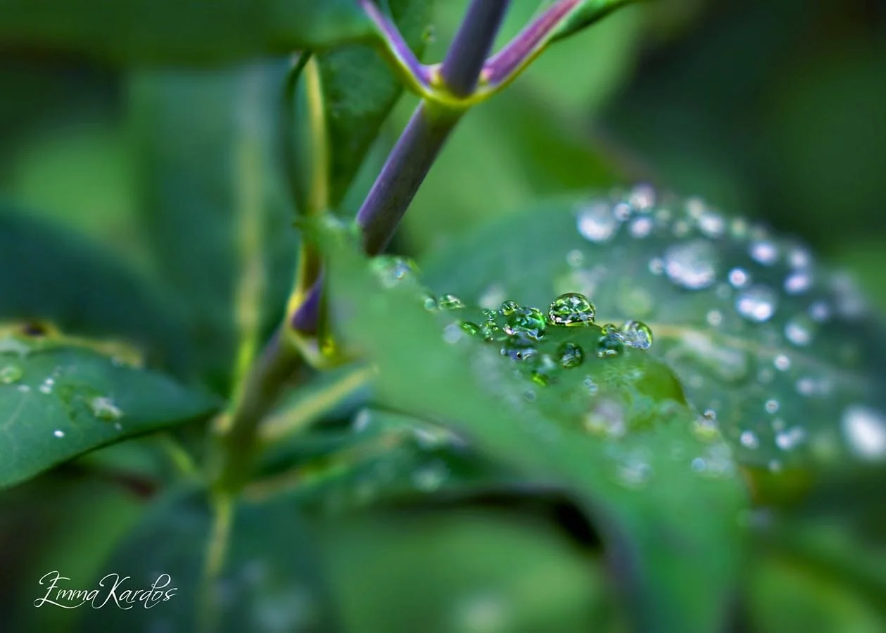 Fler droppar i gr&ouml;nt 💧💚

#droppar #regndroppar #drop #drops #drop_arts #drop_perfection #kaprifol #nature #naturephotography #natur #naturfotografi #photoart #photoartist #inmygarden #garden #tr&auml;dg&aring;rd #imintr&auml;dg&aring;rd #ilove