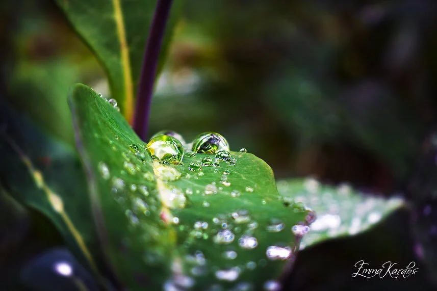 Naturens egna p&auml;rlor p&aring; kaprifols vackra blad 💧💚

#droppar #regndroppar #drop #drops #drop_arts #drop_perfection #kaprifol #nature #naturephotography #natur #naturfotografi #photoart #photoartist #inmygarden #garden #tr&auml;dg&aring;rd 