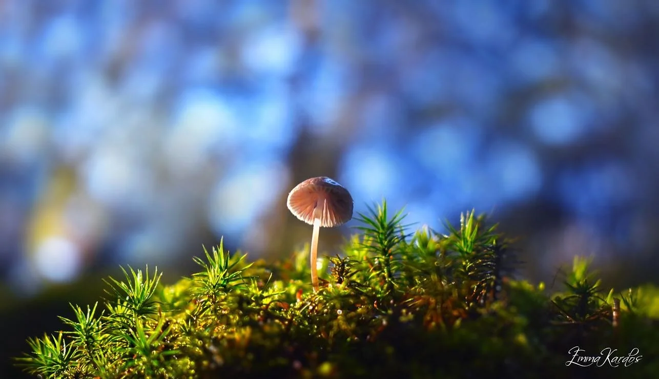 Ig&aring;r kom jag ut p&aring; en promenad i skogen med min kamera! Det var ett tag sedan&hellip; F&ouml;rutom att jag tr&auml;ffade p&aring; en trevlig och sn&auml;ll granne 😊 st&ouml;tte jag p&aring; flera pyttesm&aring; svampar som st&auml;llde u