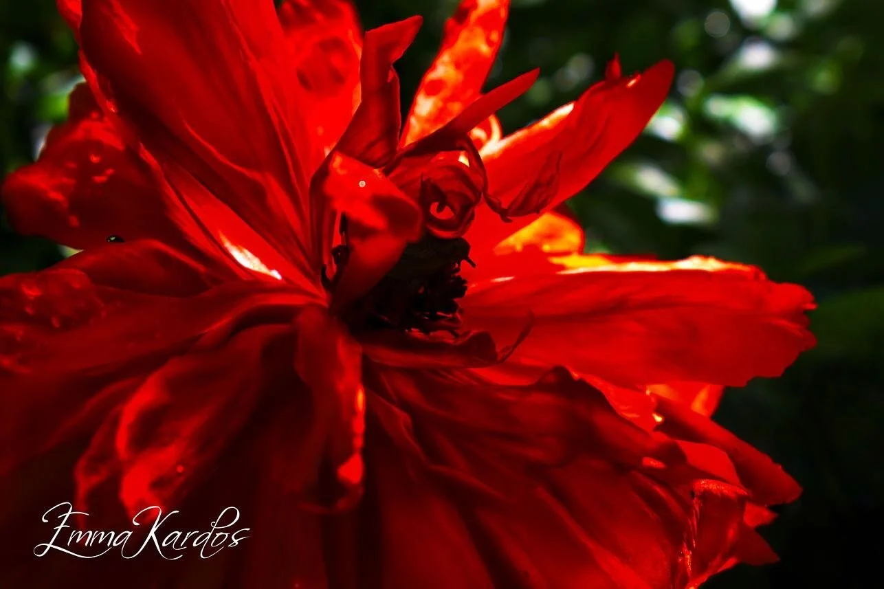 En h&auml;lsning fr&aring;n sommaren ❤️

#vallmo #blomma #poppy #poppyflower #flowers #flora #standout  #garden #tr&auml;dg&aring;rd #tr&auml;dg&aring;rdsinspiration #gardeninspiration #gardenlove #r&ouml;d #passion  #powerful #naturephotography #red