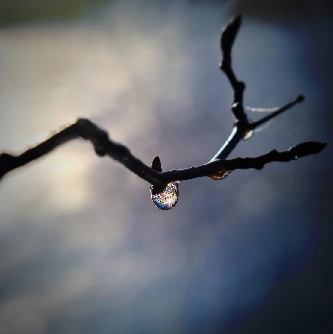 Jag kan aldrig f&aring; nog av droppar! Alla, var f&ouml;r sig, b&auml;r p&aring; ett helt universum 💧✨

#sweden_photolovers #sweden_nature #droppar #drops #regndroppar #raindrops #raindrops #november #naturephotography #naturelovers #nature #naturf