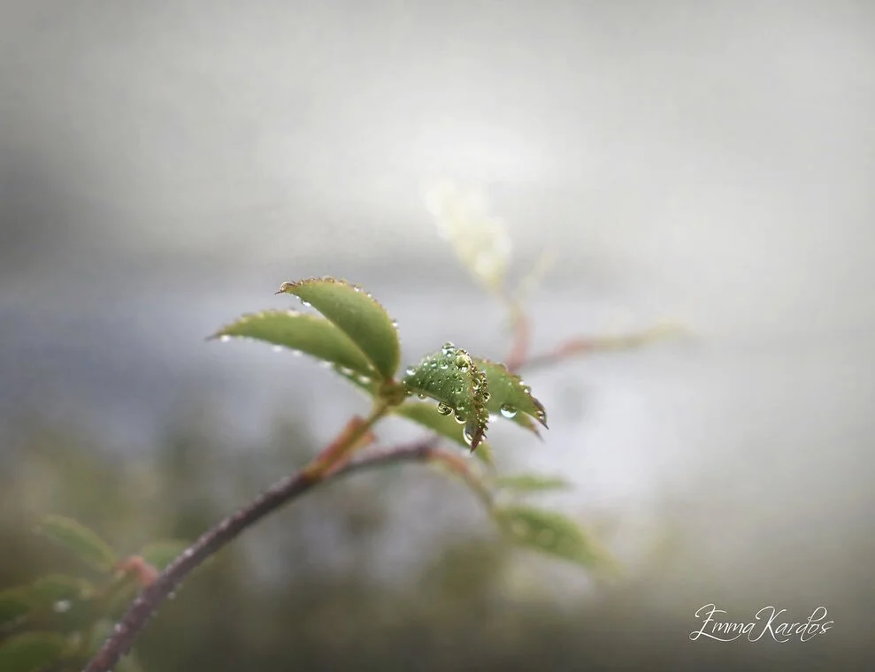 Kanske har novembers fuktiga dova lugn b&ouml;rjat l&auml;mna oss och ist&auml;llet gett plats &aring;t kyligare luft? 

#dimma #foggy #mist #misty #haze #foggymorning #stillhet #lugn #calmness #tranquility  #droppar #drops #regndroppar #raindrops #t