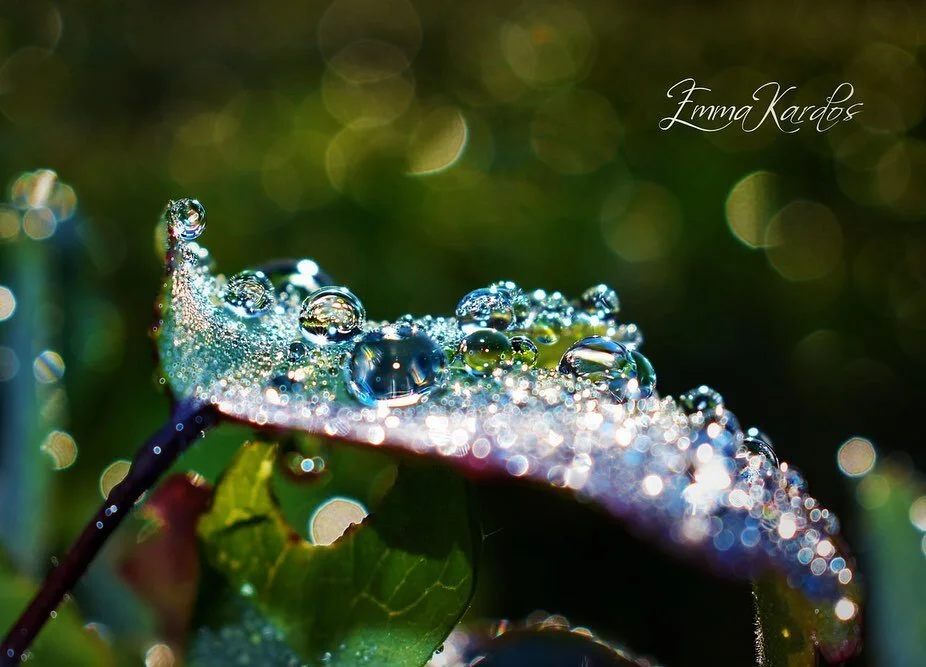 Droppar, droppar, droppar! 💧💦 F&ouml;r mig &auml;r naturens droppar, regn eller dagg, medicin f&ouml;r mina sinnen. De &auml;r lycko- och f&ouml;rundranspiller skapta av naturen! 

#droppar #drop #drop_perfection #drop_arts #drops #regndroppar #rai