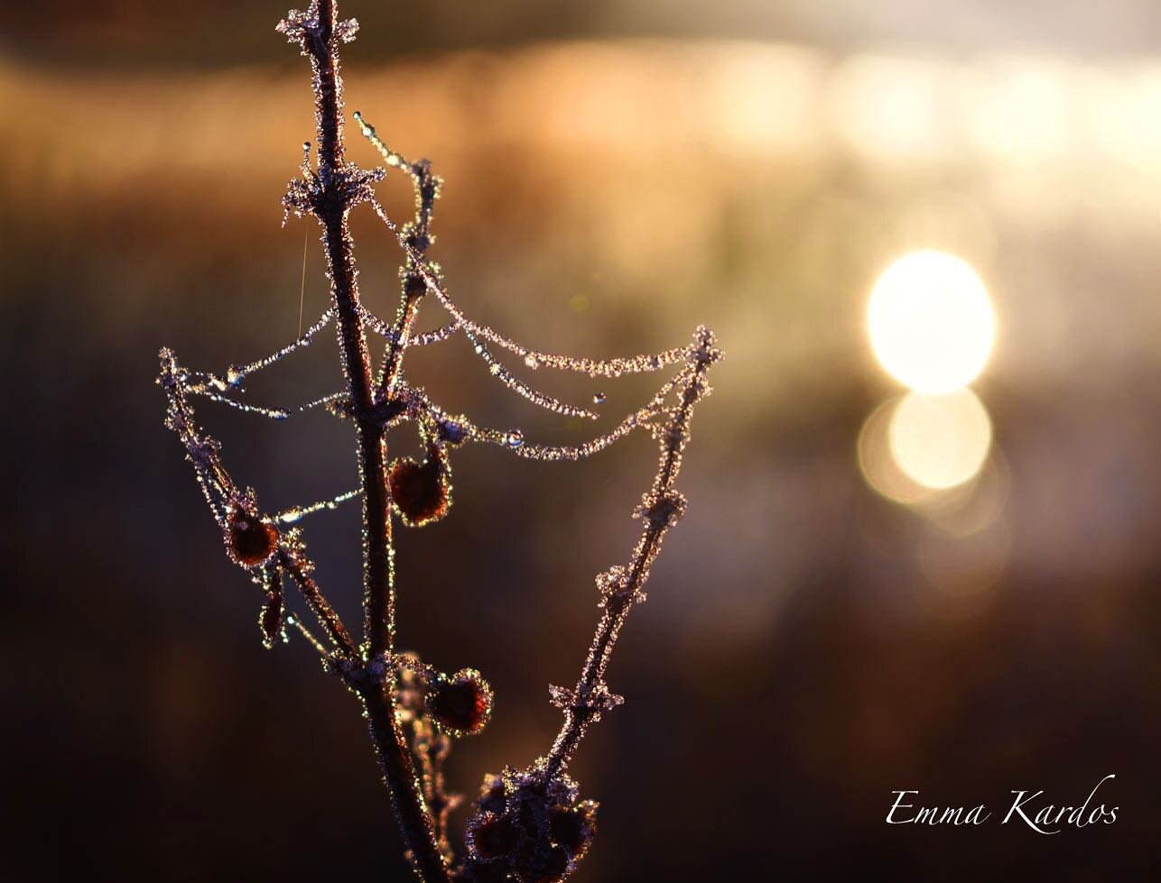 Julgirlanger och kristaller sk&auml;nker naturen till alla som &ouml;nskar! Ta dig ut p&aring; en naturlig jul-pynts-jakt! 🤶🏻🎄🌟✨

#naturephotography #naturfoto #love_natura #love_nature #instanature #magicnature #drops #drop #drop_perfection #dro
