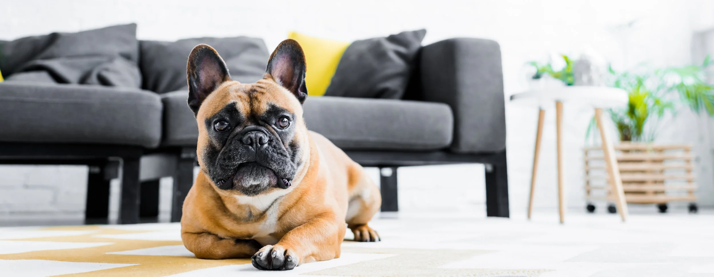 4 Things Pet Owners Should Consider When Buying A Home