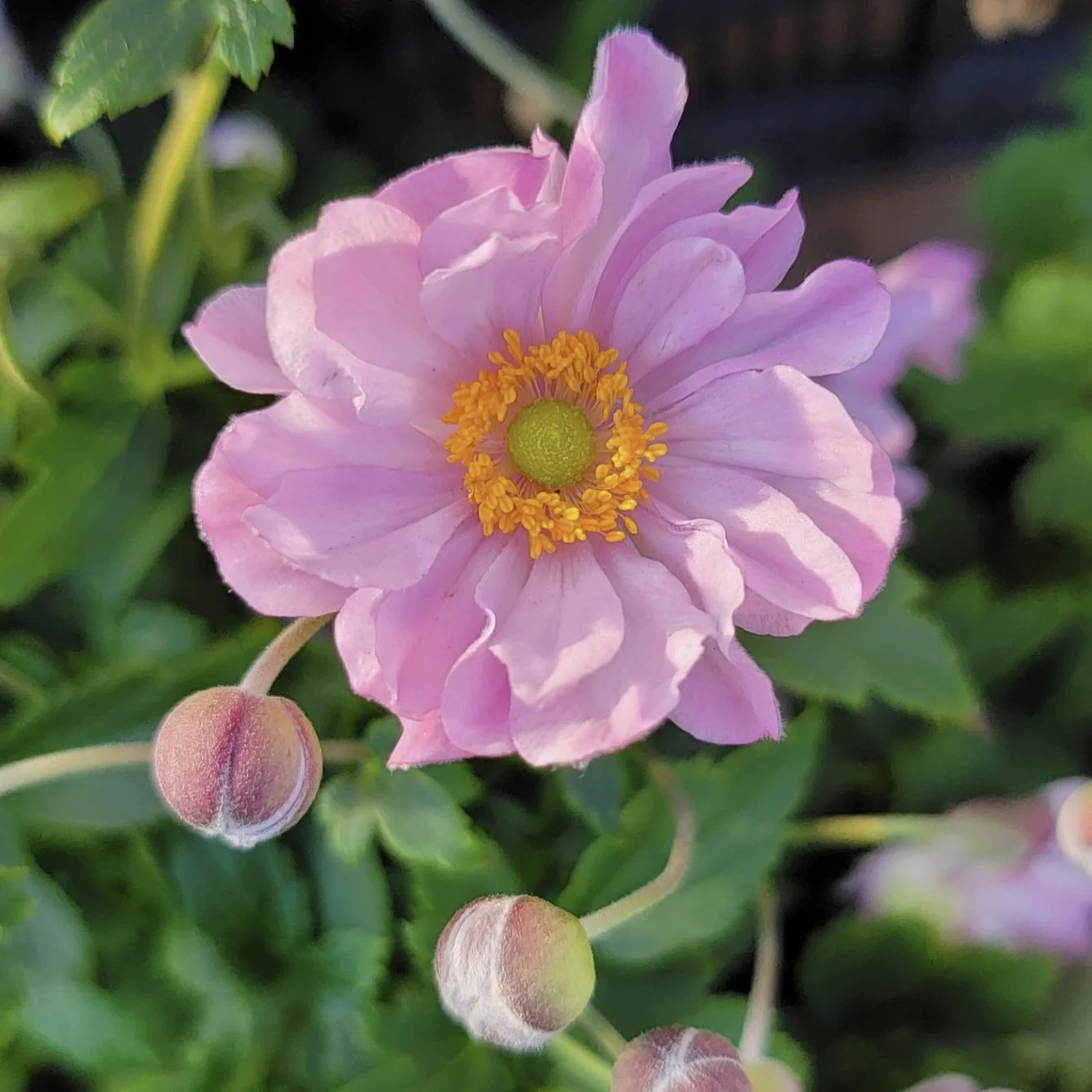 Local Love: The Flower Bin