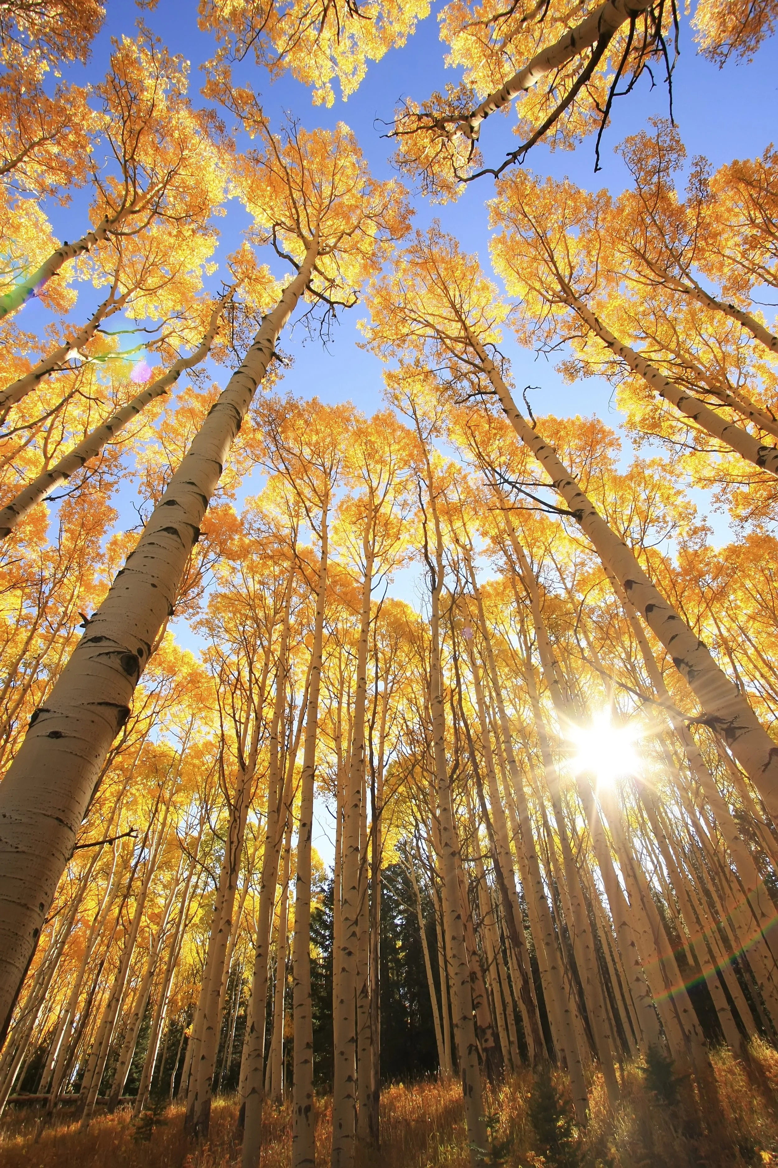 Our guide to fall leaf-peeping in Boulder and beyond!