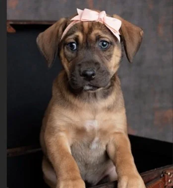 Local Love: 2 Blondes All Breeds Rescue