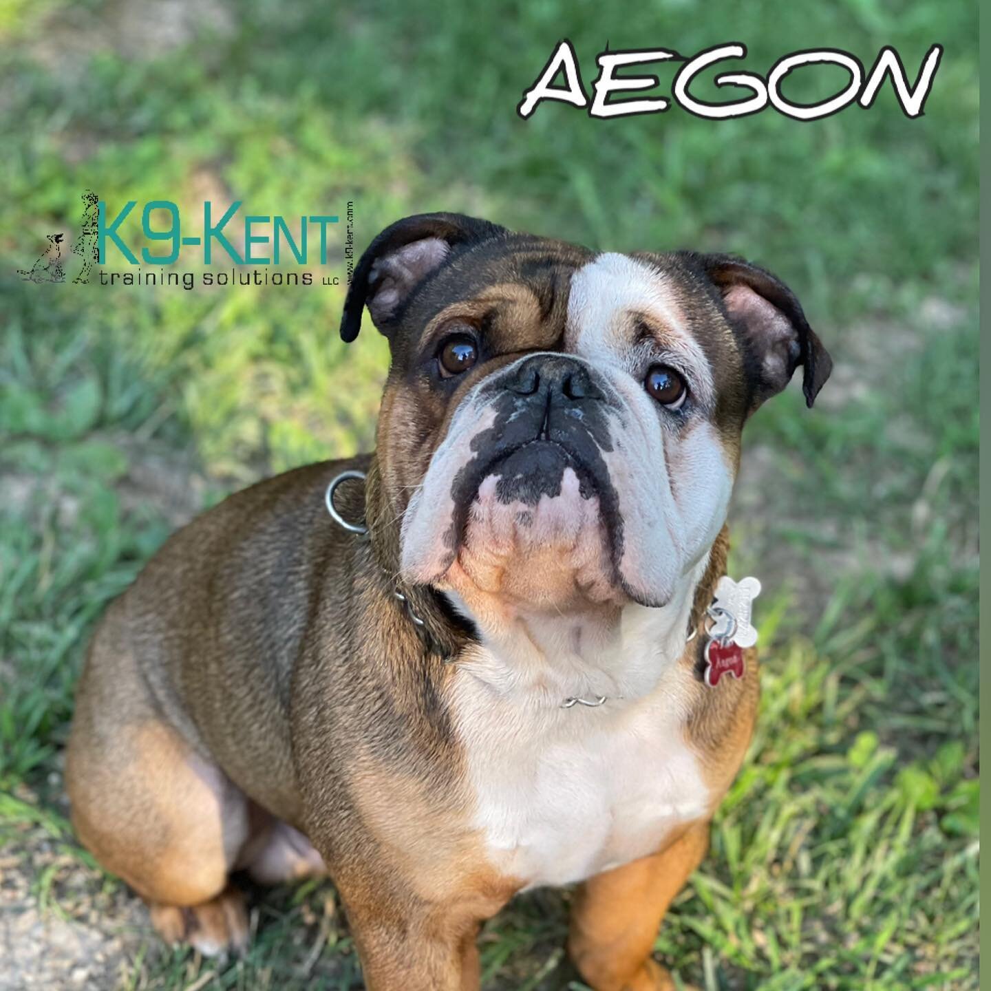 Welcome to our long term boarding guest Old English Bulldog 🐾AEGON🐾 

His family had to go to Korea and couldn&rsquo;t take him there so he will stay with us until they get back to the States. 🎉😍☺️🐕&zwj;🦺🥰

Thank you so much for your trust in 