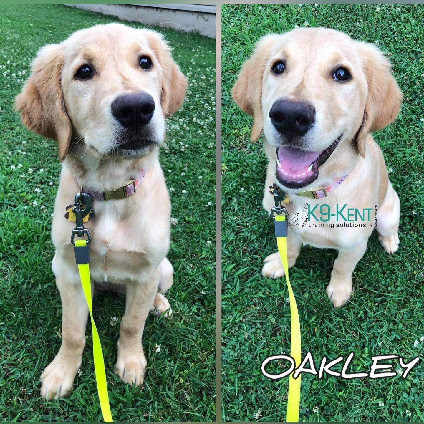 Welcome to Golden Retriever 🐾OAKLEY🐾 

She will go through our 3 week Puppy Board &amp; Train Program with trainer Allex @mama_hubbs_ 😍🎉🐾☺️

She is 4 month young and needs to work on
⚫️ basic manners &amp; commands 
⚫️ kennel training 
⚫️ potty 